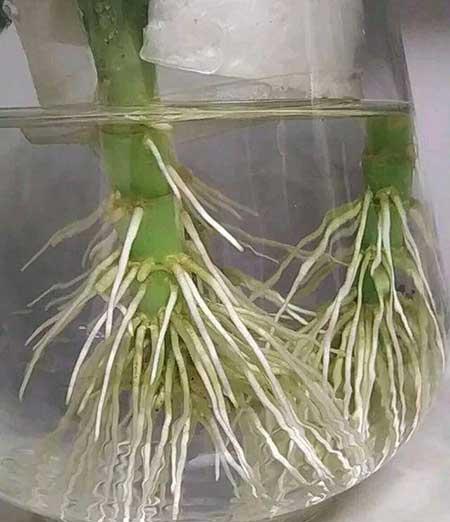 富贵竹小盆栽怎么养