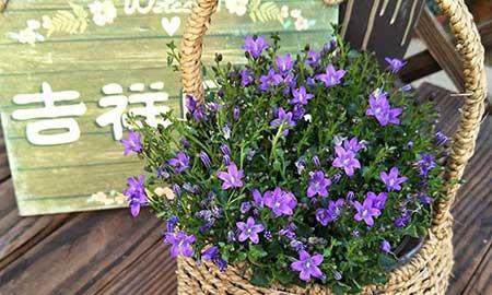 风铃花适合在家里养吗