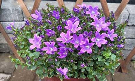 风铃花适合在家里养吗