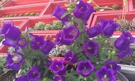 风铃花适合在家里养吗