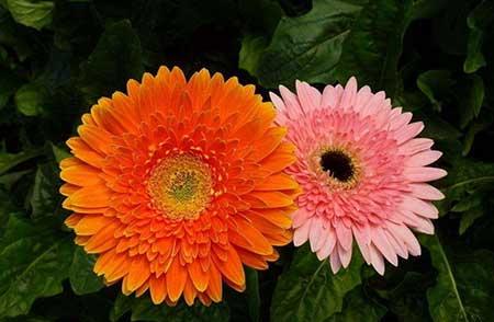 非洲菊盆栽怎么养