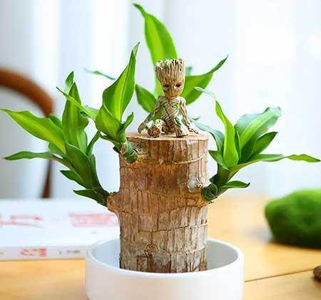 防小人适合养什么花