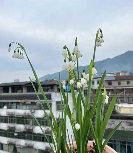 冬天养的绿植