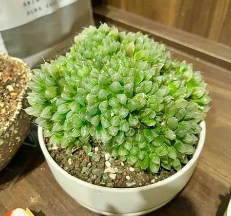 大一点的绿植什么最好养