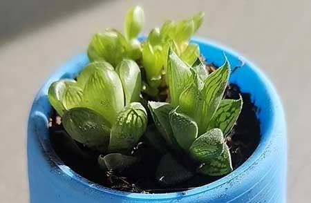 大一点的绿植什么最好养
