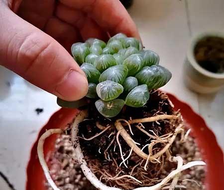 大一点的绿植什么最好养