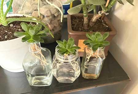 大一点的绿植什么最好养