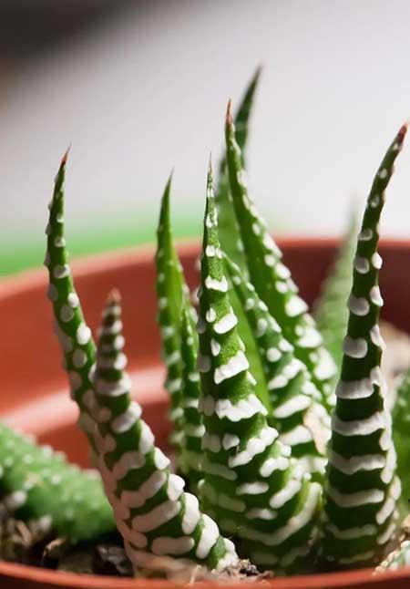 大一点的绿植什么最好养