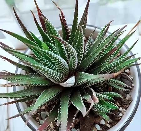 大一点的绿植什么最好养