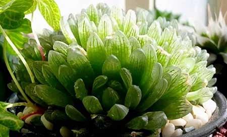 大一点的绿植什么最好养
