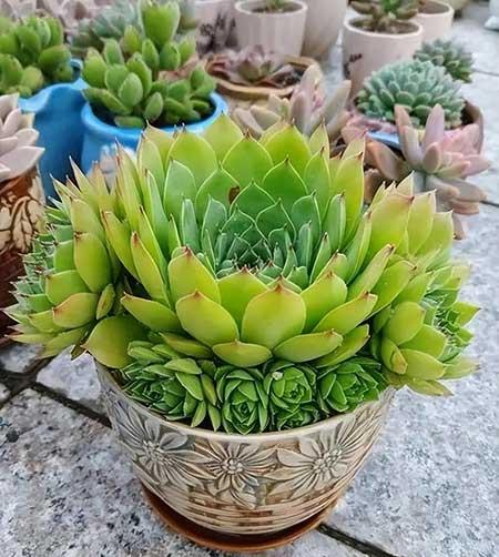 大一点的绿植什么最好养
