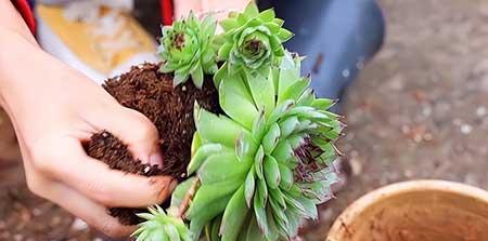 大一点的绿植什么最好养