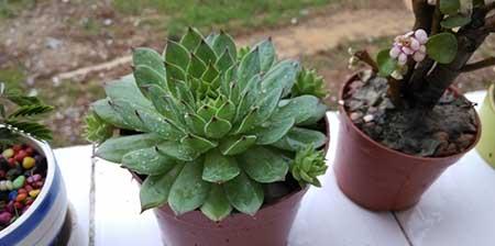 大一点的绿植什么最好养