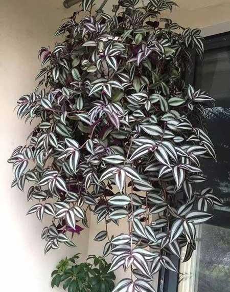 春天适合家里养的花