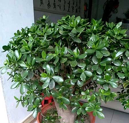 春天适合家里养的花