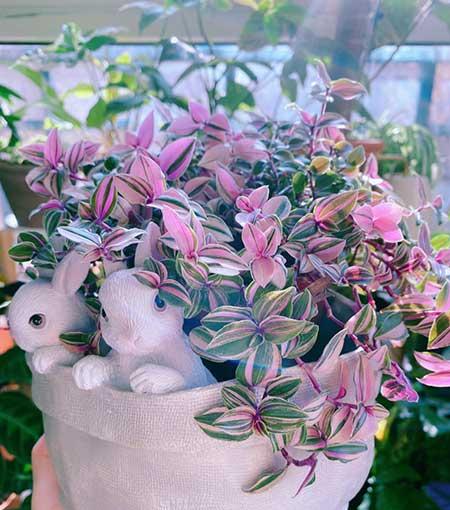春天适合家里养的花