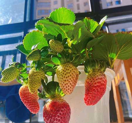 春天适合家里养的花