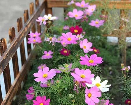 春天适合家里养的花