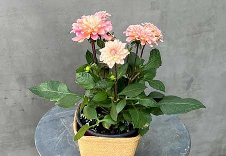 春天适合家里养的花