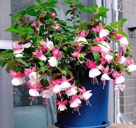 春天适合家里养的花