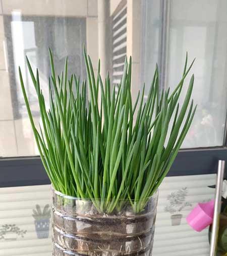 春天适合家里养的花