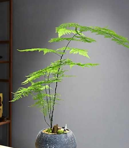 春天适合家里养的花