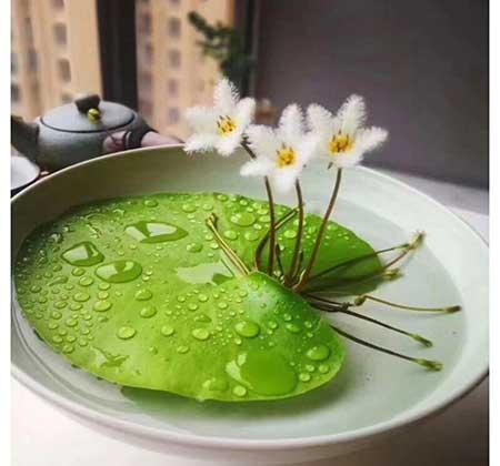 春天适合家里养的花