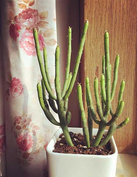 春天适合家里养的花