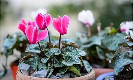 春天适合家里养的花