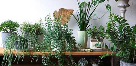 室内绿植养护方案