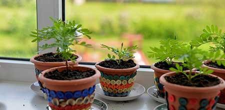 室内绿植养护方案