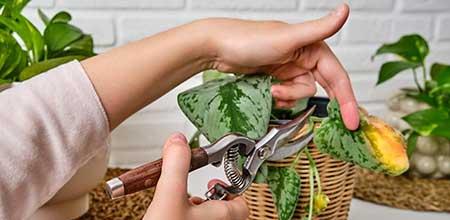 室内绿植养护方案