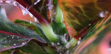 室内绿植养护方案