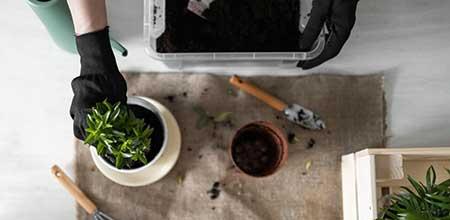 室内绿植养护方案