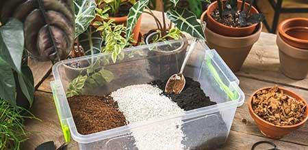 室内绿植养护方案