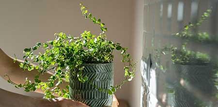 室内绿植养护方案