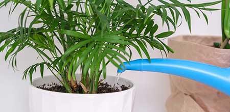 室内绿植养护方案