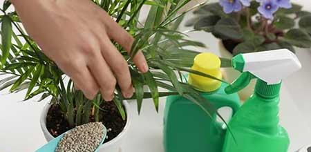 室内绿植养护方案