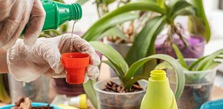 室内绿植养护方案