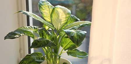 室内绿植养护方案