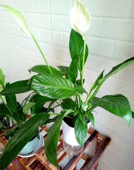 有哪些花适合室内养