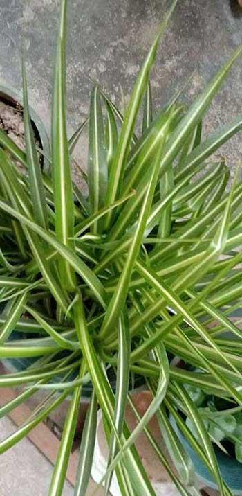 有哪些花适合室内养