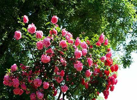 月季的养护方法