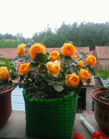 月季的养护方法