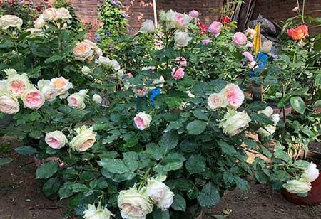 月季的养护方法