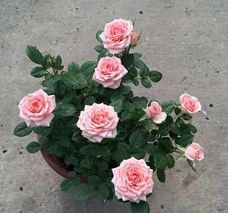 月季的养护方法