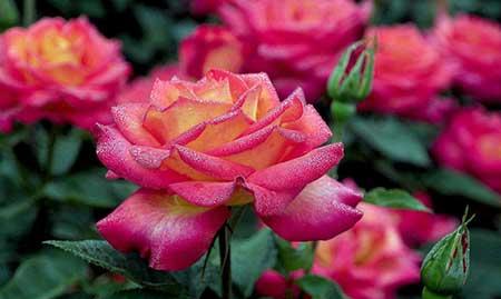 月季的养护方法