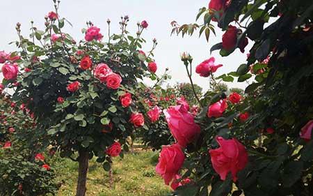 月季的养护方法