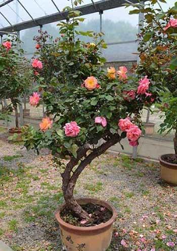 月季的养护方法