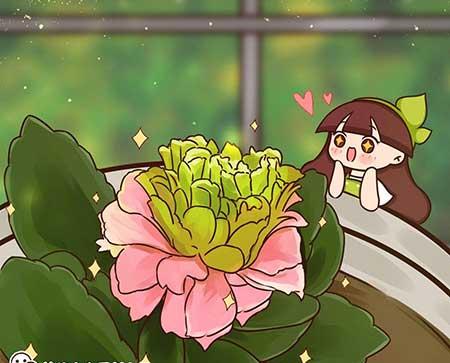 长阶花盆栽养护方法